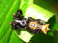 Cyclosa octotuberculata