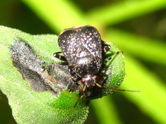 Polymerus pekinensis