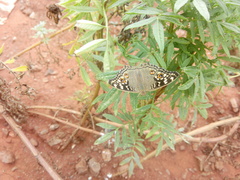 Junonia lemonias