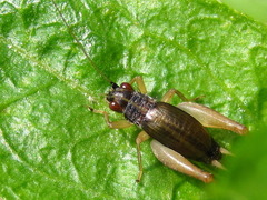 Trigonidium japonicum