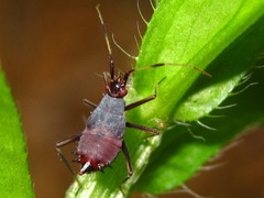 Deraeocoris ater