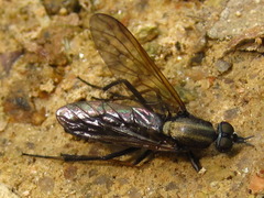 Procyclotelus elegans