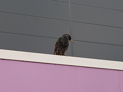 Sturnus vulgaris