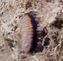 Mimachlamys asperrima