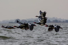 Plectropterus gambensis