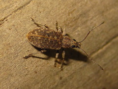 Cyphicerini