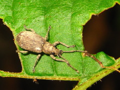 Cyphicerini