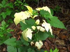 Rubus crataegifolius