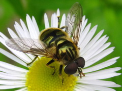 Eristalinus viridis