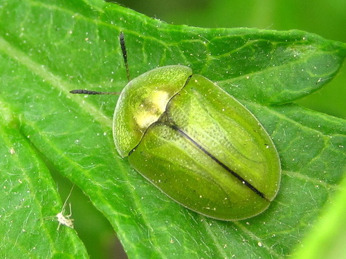 Cassida mandli · iNaturalist