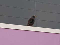 Sturnus vulgaris