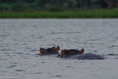 Hippopotamus amphibius