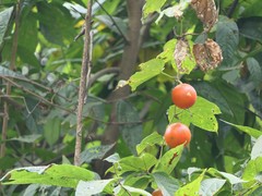 Trichosanthes bracteata