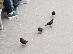 Sturnus vulgaris