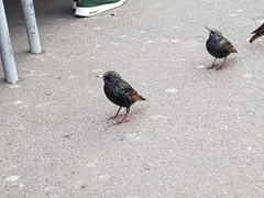 Sturnus vulgaris