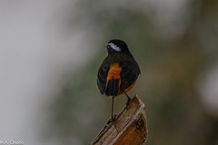 Cossypha semirufa