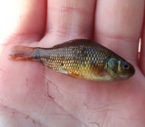 Crucian Carp