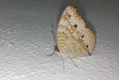Junonia atlites