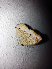 Junonia atlites