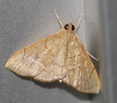 Hyalobathra crenulata