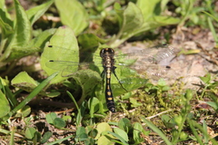 Leucorrhinia intacta