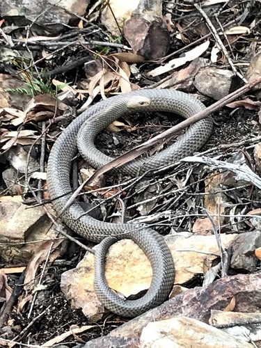 Eastern Brown Snake sighting