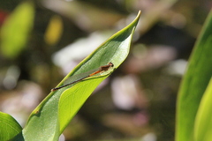 Ischnura verticalis
