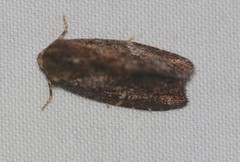 Elusa