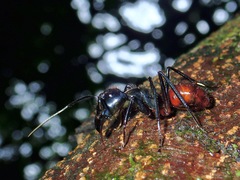 Dinomyrmex gigas