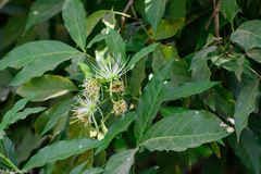 Syzygium guineense