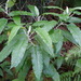 Astrotricha latifolia - Photo Poyt448，沒有已知版權限制（公共領域）
