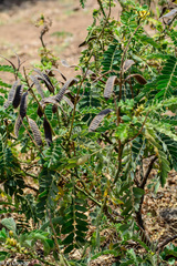 Senna didymobotrya