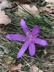 Colchicum bulbocodium