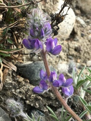 Lupinus kuschei