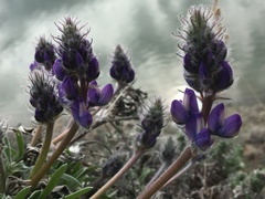 Lupinus kuschei