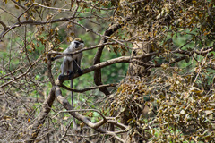 Chlorocebus aethiops
