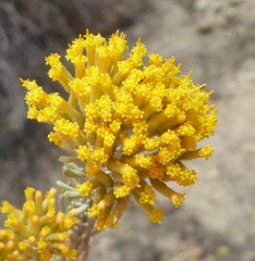 Helichrysum hamulosum