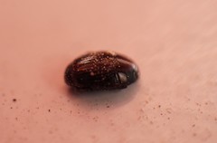 Tribalinae