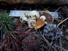 Pholiota nubigena