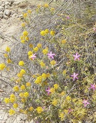 Helichrysum hamulosum