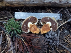 Pholiota nubigena