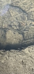 Salmo trutta