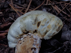 Pholiota nubigena
