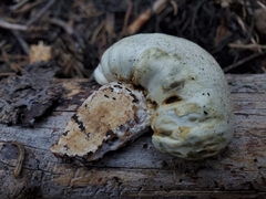 Pholiota nubigena