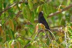 Melaenornis edolioides