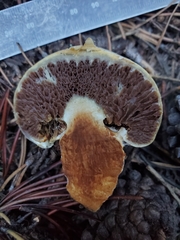Pholiota nubigena