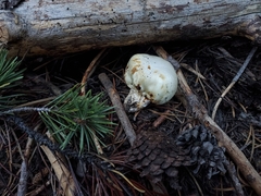 Pholiota nubigena