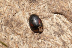 Sphaeridium scarabaeoides