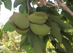 Sterculia guttata