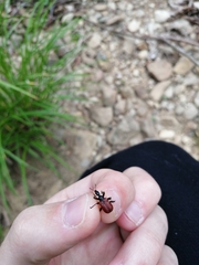 Apoderus jekelii